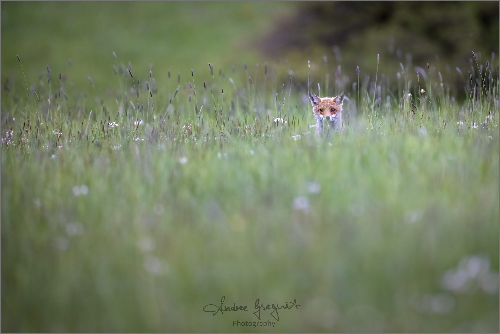 Fuchs in der Blumenwiese
